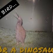 SUBSCRIBE For Rare Kiwi Bird In Our Back Yard Showing Off