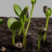 Sunflower Seeds Germination And Growth Time Lapse