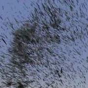 LightWave 11 5 Fun With Flocking