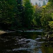 Forest River Nature Sounds Gentle Stream With Birdsong 4K Relaxing Nature Ambience For Sleep