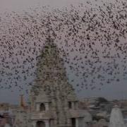 Flocking Behavior Of Small Birds