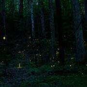 Synchronous Fireflies In The Great Smoky Mountains National Park
