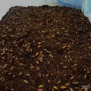 Mycelium Colonization