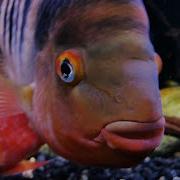 Barred Midas And Red Devil Cichlids With Free Swimming Fry
