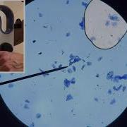 Observing Epithelial Cheek Cells Under A Microscope Virtual Lab