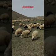 Gitti Canımın Cananı Şentürk Dündar