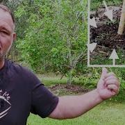 How To MOVE Or TRANSPLANT A Fruit Tree