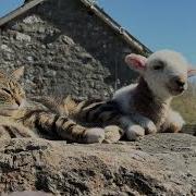 Little Lamb Chilling With Cat