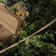 Squirrel Monkeys Walking And Jumping Slow Motion Animation Reference