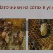 Одно из главных чудес в мире пчёл Avi