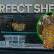 Building The Perfect DIY Grow Out Display Enclosure For My Green Tree Python Arboreal Snakes