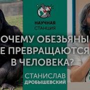 Почему обезьяны не превращаются в людей Станислав Дробышевский
