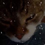 Datamoshing With My Cats