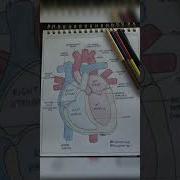 Draw Heart With Labels Anatomy