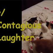 Contagious Laughter Vol 11 IMPOSSIBLE Funny Reddit Tiktok Videos