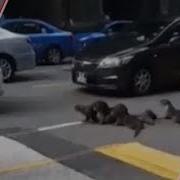 Otters Disrupt Traffic Along Anson Road