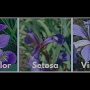 Multiclass Classification IRIS Multivariate Multiclass Classification