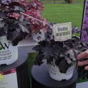 2016 Spring Trials Proven Winners Perennials
