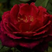Blooming Rose Flower Timelapse