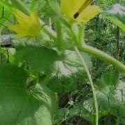 TRG 2012 Hand Pollinating Cucumbers Male And Female Flower Identification