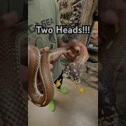 Ben Jerry The Two Headed Snake