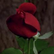 TF102 Time Lapse Flower FREE FOOTAGE