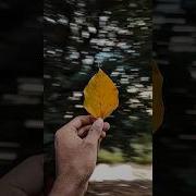 Try This Creative Photography With Your Phone Easy Trick Youtubeshorts Photography