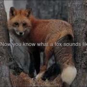 Screaming Foxes Audio