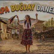 Arpa Buğday Daneler Anatolian Synthesis