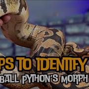 5 Tips To Identify Your Ball Python S Morph Even If You Are A Beginner