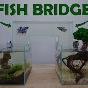 FISH BRIDGE IN THE AQUARIUM FOR BETTA DIY