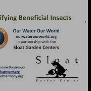 Webinar Learn To Identify Beneficial Insects