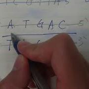 Transcription Template Vs Coding Strand