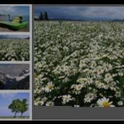 Flash Tutorial Create An Image Gallery With Enlarging Thumbnails HD