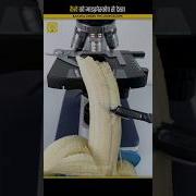 क ल क म इक र स क प स द ख Banana Under The Microscope Shorts Viral Microscope Shortsviral