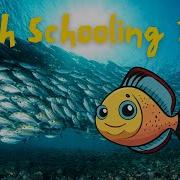 Why Do Fish Swim In Schools