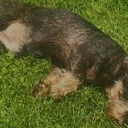 A Dachshund S Work Is Never Done Teddy The Dachshund