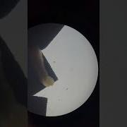 Planaria Response To Light Lab 4 Functions Behavior