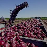 How Millions Of Onions Are Harvested Processed Incredible Onion Processing Factory