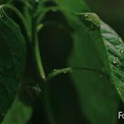 The Seed 2017 Film Your Faith Video Contest