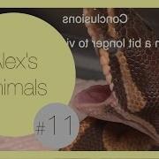 Feeding A Python During Shed