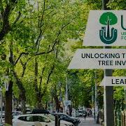 Unlocking The Power Of Tree Inventory Data