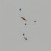Multiagent Neuroevolution Homogeneous Failure