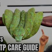 EASY BABY GREEN TREE PYTHON CARE GUIDE HUSBANDRY VIDEO TRV 116