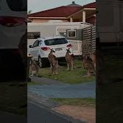 Man Tapped A Male Kangaroo That Put His Claws Around The Neck Of A Female Australia
