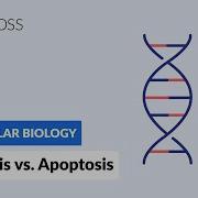 Necrosis Vs Apoptosis Cell Death