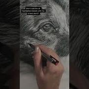 Как нарисовать реалистичный мех за 4 простых шага