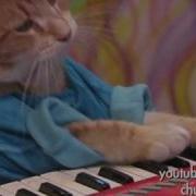 Keyboard Cat S NEW Hit Song A Ok
