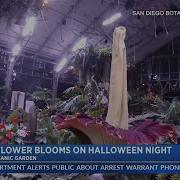 Rare Corpse Flower Blooms At San Diego Botanic Garden