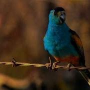 Where Birdsong Began